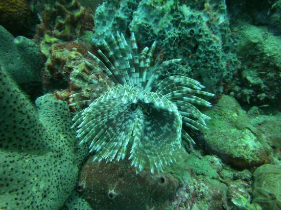 Muita vida durante mergulho nas paredes submersas ao sul de Roseau, em Parque Nacional submarino em Dominica, no Caribe